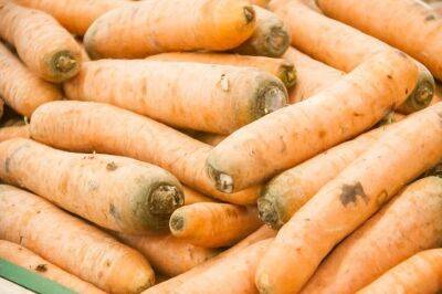 Как посеять морковь и свеклу под зиму: 4 действия для раннего урожая - belnovosti.by