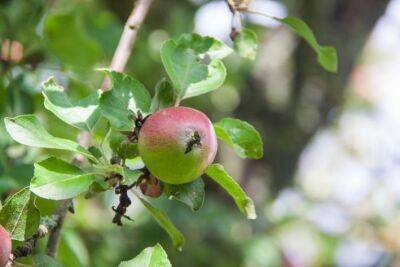 Как правильно посадить яблоню осенью, чтобы она быстро пошла в рост: советы продвинутых садоводов - belnovosti.by