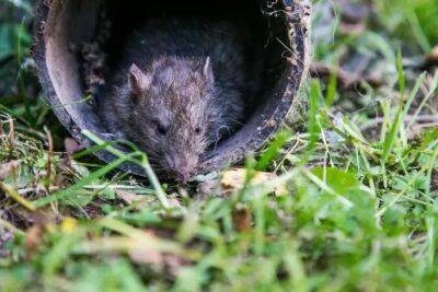 Как избавиться от мышей и крыс в погребе, доме, подвале и компостной куче: самый приятный способ - belnovosti.by