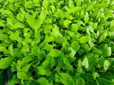 Как вырастить шпинат в помещении: свежая зелень в любое время года - belnovosti.by