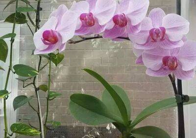 Как уговорить орхидею выпустить новую стрелку: 4 причины, почему растение не цветет - belnovosti.by