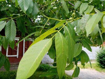 Что делать с листьями грецкого ореха осенью: яд или незаменимое удобрение - belnovosti.by