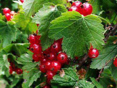 Обязательно подкормите ягодные кустарники до наступления морозов: дачники назвали незаменимую добавку - belnovosti.by