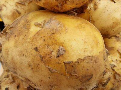 Секреты богатого урожая картофеля от голландских фермеров - belnovosti.by - Голландия