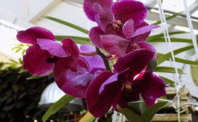 Что происходит в домах, где есть орхидеи: приметы - belnovosti.by