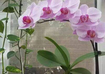 Что делать, чтобы цветонос орхидеи был усыпан детками: простой трюк - belnovosti.by