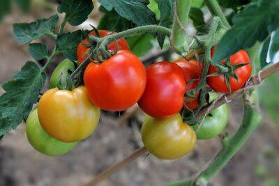 Раннеспелые сорта томатов для открытого грунта: их описания и характеристики - countryhouse.pro