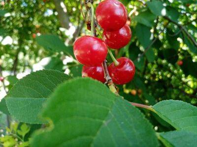Что посадить рядом с вишней для богатого урожая: 5 лучших растений-помощников - belnovosti.by