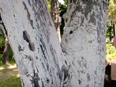 Что делать дачникам, которые не успели побелить деревья: совет от бывалых садоводов - belnovosti.by