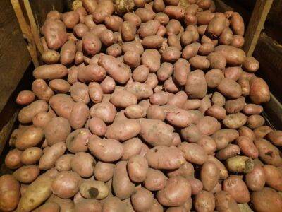 Что сделать, чтобы картофель хранился долго и не прорастал: маленькая хитрость - belnovosti.by