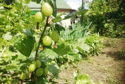 Сладкая ягода: 3 хитрости, которые помогут вырастить крупный крыжовник - belnovosti.by