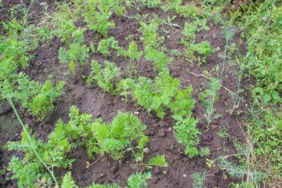 Как правильно посадить морковь, чтобы она быстро росла: советы дачникам - belnovosti.by