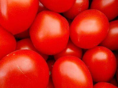 Чем «угостить» помидоры, чтобы они выросли сладкими: хитрость опытных огородников - belnovosti.by