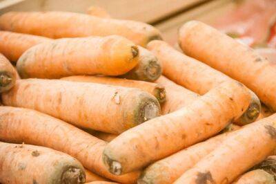 В чем и как хранить морковь в погребе зимой: подборка лучших способов - belnovosti.by