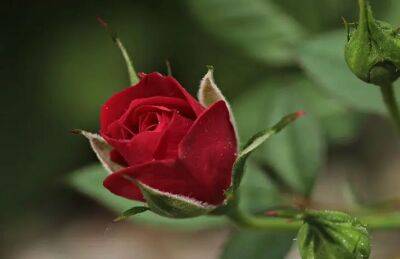 Чем подкормить розы на зиму: совет для крепкого здоровья и пышного цветения растений - belnovosti.by