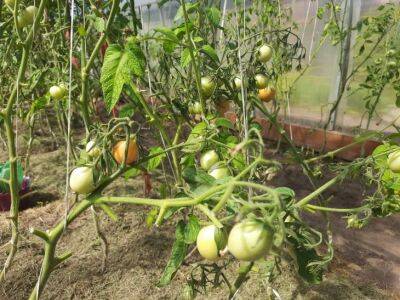3 варианта дрожжевой подкормки для томатов: помидоры будут расти как на дрожжах - belnovosti.by