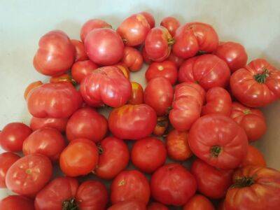 Анастасия Коврижных - Помидоры всю осень: какие сорта томатов не боятся холодов - belnovosti.by