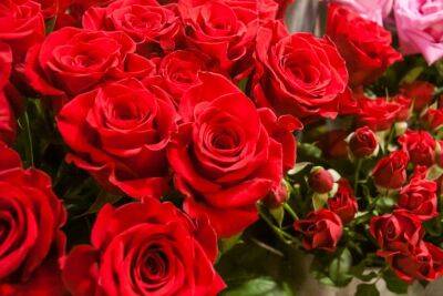 Что нужно сделать с розами осенью, чтобы они не болели: цветоводы раскрыли главные секреты - belnovosti.by