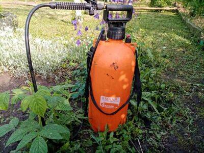 Как сделать безопасный и действенный инсектицид: ответ знают опытные садоводы - belnovosti.by