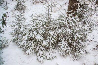 Плюсы и минусы материалов для обвязки деревьев на зиму: лапник, мешковина и еще 3 варианта - belnovosti.by