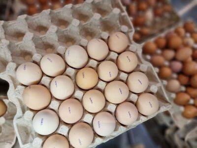 Зачем выкладывать на почву картонные лотки для яиц: интересная дачная хитрость - belnovosti.by