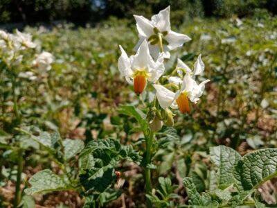Роза Белая - Китайский метод посадки картофеля – невероятный урожай на зависть соседям - belnovosti.by - Китай