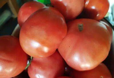 Невиданный урожай томатов обязательно вырастет, если закопать в землю все, что нужно: хитрость огородников - belnovosti.by