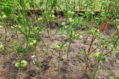 Почему у опытных огородников не поднимается рука выбрасывать ботву томатов: все способы применения - belnovosti.by