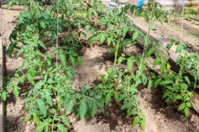 Что добавить в лунку при высадке рассады томатов: будут расти как на дрожжах - belnovosti.by