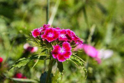 Агрессивные цветы, которые не стоит разводить в саду: 5 растений, создающих много проблем - belnovosti.by