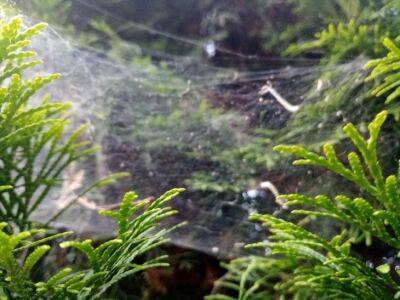 Какая паутина опасна для растений: о чем не догадываются дачники - belnovosti.by