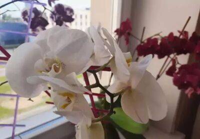 Орхидея не выживет рядом с такими соседями: капризный цветок откажется расти и цвести - belnovosti.by