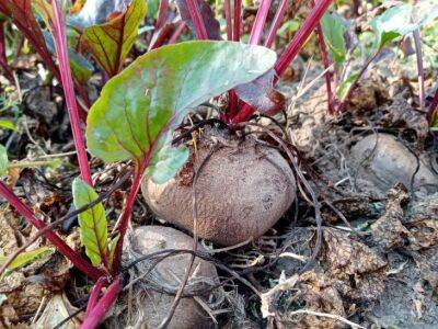 Что будет, если посеять шпинат после свеклы: тайны севооборота растений семейства маревые - belnovosti.by