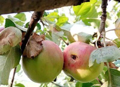 Какие фрукты никогда не хранят рядом с яблоками: почернеют и сгниют - belnovosti.by