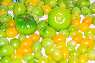 Чем вызвана популярность желтых томатов: секреты, как правильно ухаживать за этими сортами - belnovosti.by