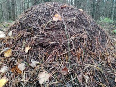 Что нужно сделать с компостной кучей в ноябре: 3 важных дела, которые не стоит откладывать на потом - belnovosti.by