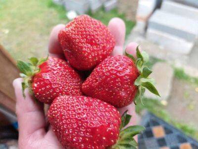 Как приготовить удобрение для клубники, которое улучшит вкус и увеличит размеры ягод: не каждый огородник знает секрет - belnovosti.by