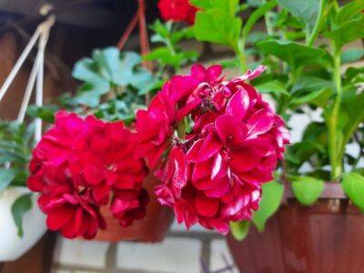 Простейший способ сохранить садовую герань до весны, не занося её в дом: об этом знают ушлые садоводы - belnovosti.by