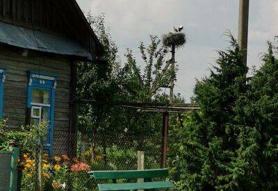 Какие деревья должны расти возле дома, чтобы беды обходили стороной - belnovosti.by