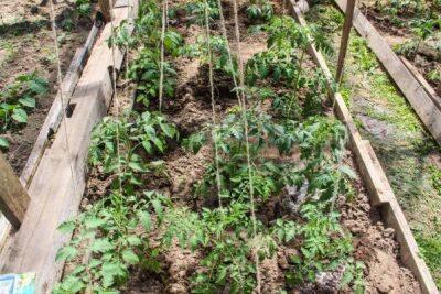Как самостоятельно приготовить грунт для томатной рассады: секрет бережливых огородников - belnovosti.by