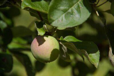Как заготовить черенки яблонь для весенней прививки: не упустите время после листопада - belnovosti.by