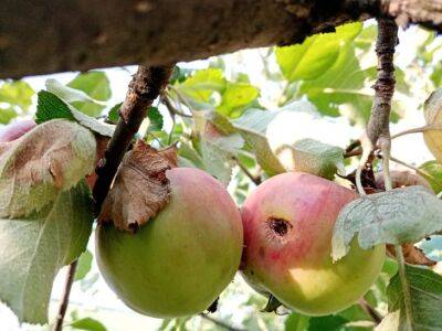 Можно ли есть яблоки, пораженные паршой: ошибка, которую совершают в каждом доме - belnovosti.by