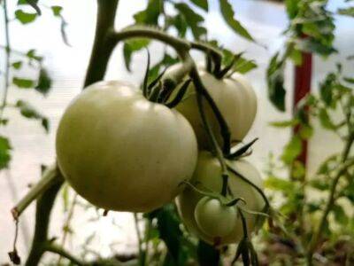 Как навсегда уничтожить тлю на помидорах: список проверенных инсектицидов - belnovosti.by