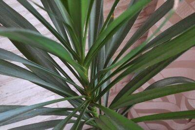 Почему сохнут листья комнатной пальмы: вот куда нужно переставить растение - belnovosti.by