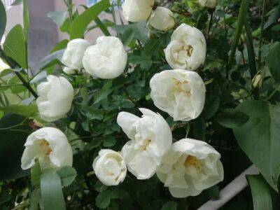 Когда раскрывать розы после зимы: критическая ошибка, которая может все испортить - belnovosti.by