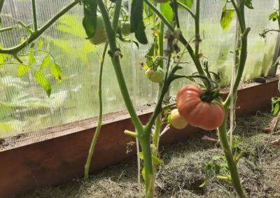 Урожай неизбежен: проверенные смеси, которыми можно подкормить рассаду помидоров - belnovosti.by