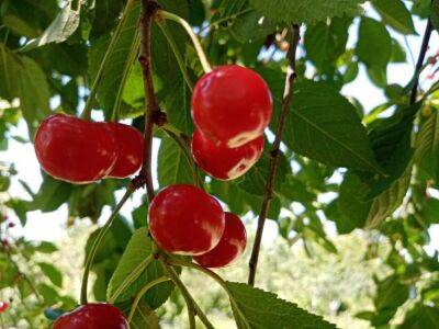 Что нужно положить в лунку при посадке вишни: деревенская хитрость - belnovosti.by
