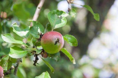 Анастасия Коврижных - Как зимой найти и уничтожить яблонную плодожорку: объясняем на пальцах - belnovosti.by