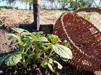 Хитрый способ посадки картофеля с сидератами: ни вредителей, ни болезней - belnovosti.by
