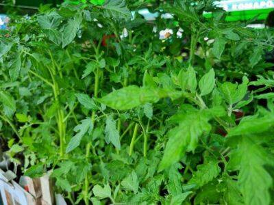 Как обеспечить помидорам быстрый рост: вот чем полить рассаду - belnovosti.by